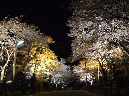 桜ロード