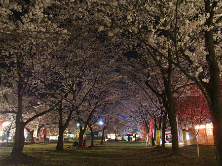 桜のトンネル