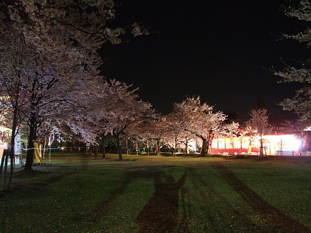 桜撮ったど～！