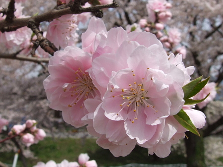 ピンク八重桜