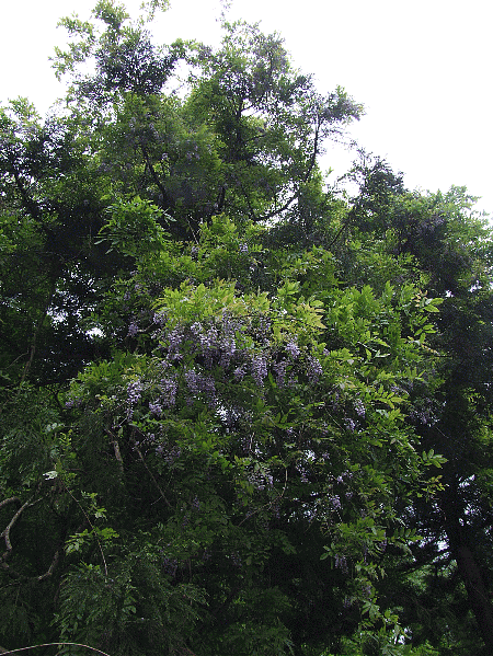 野生の藤の花