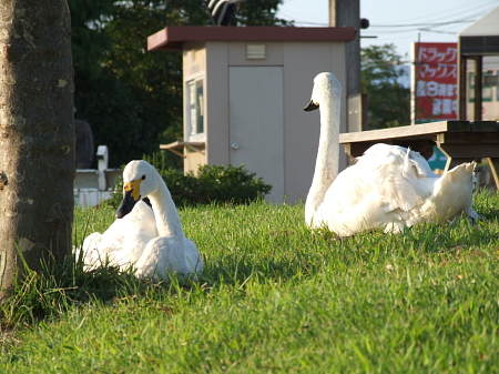 白鳥のカップル