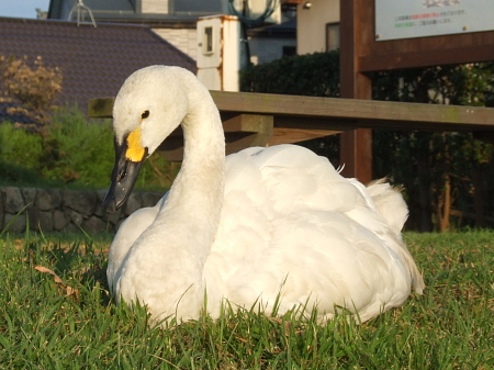 逃げない白鳥