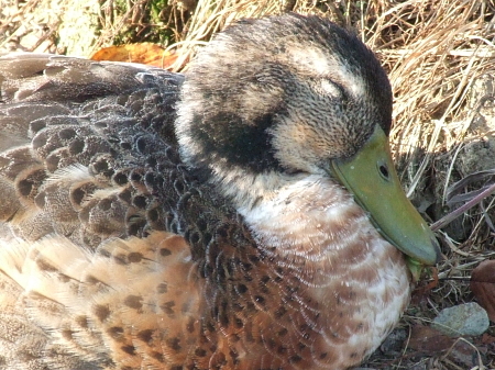 カモの顔ドアップ