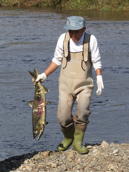 オス鮭