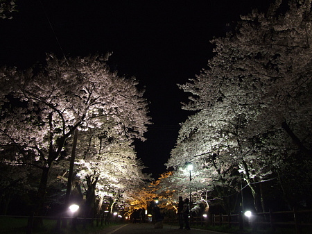 桜並木