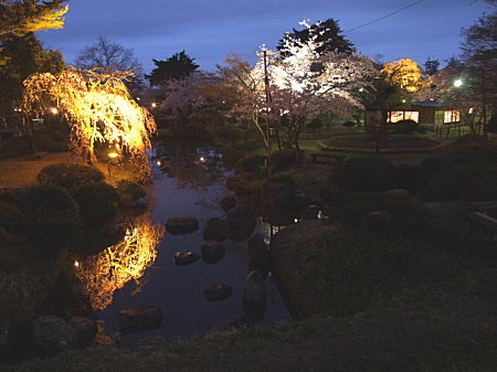 桜と池１