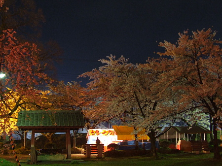 桜風景１