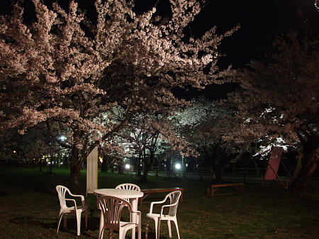 桜風景２